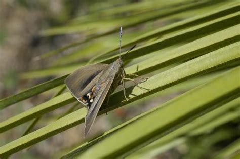 Some Moths Behave Like Butterflies To Mate Science Codex