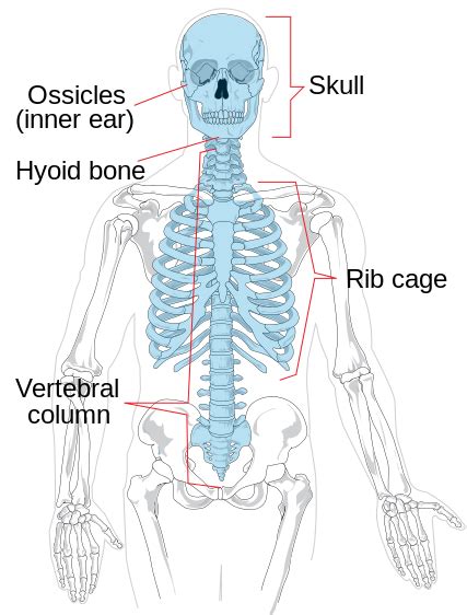 axial skeleton medicine libretexts