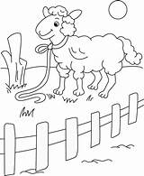 Coloring Pages Sheep Fence Kids Animals Picket Print Drawing Colouring Printable Sheets Getdrawings Domestic Color Getcolorings Coloring2print Young sketch template