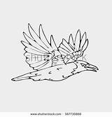 Jackdaw Western Coloring Designlooter Bird Blackbird Magpie Drawn Pencil Graphics Hand Small sketch template