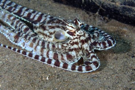 mimic octopus brilliant behavior  breathing planet