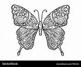 Coloring Butterfly Adults Book Vector Royalty sketch template