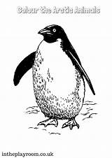 Arctic Colouring Animals Pages Animal Penguin Colour sketch template