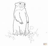 Coloring Pages Groundhog Printable Standing Drawing Groundhogs sketch template