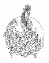 Peacock Coloring Pages Adult Colouring Printable Adults Grown Lostbumblebee Color Realistic Book Paisley Print Sheets Animal Template Mandala Coloriage Books sketch template