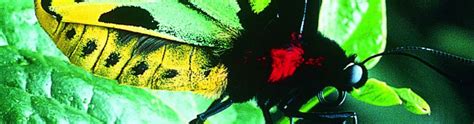 butterflies under threat wet tropics management authority
