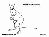 Kangaroo Coloring sketch template