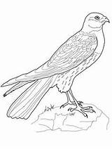 Harrier Coloring Pages Hawk Drawing Printable Bird Flying Supercoloring Colouring Crafts Information Getdrawings sketch template
