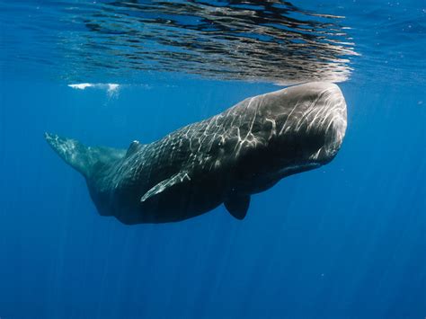 sperm whale teats nude pics
