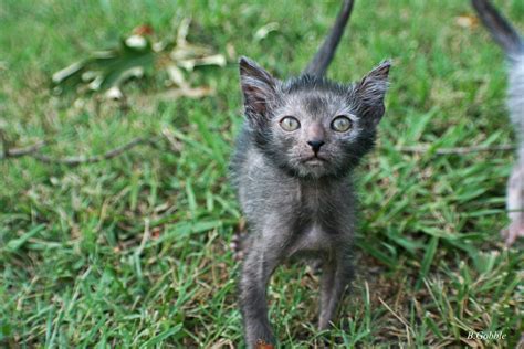 The Lykoi Is A Breed Of Cat That Is Said To Resemble A