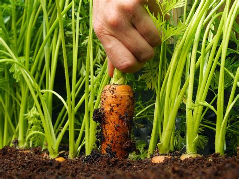 healthy sustainable living top  reasons  grow   organic food