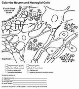 Neuron Neuroglia Neuroglial Neurons sketch template