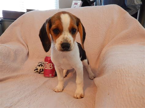 born teacup beagle puppy beagle puppy