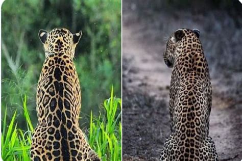 spot  difference   jaguar  leopard big cat
