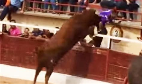 raging bull chases spectator over bullfight ring fence