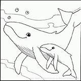 Baleine Whale sketch template