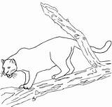Jaguar Coloring Pages Color Printable Jaguars Kids Panther Animal Sheets Worksheets sketch template