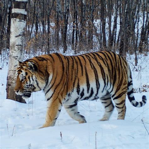 Siberian Tiger V Ussuri Brown Bear Page 163 Carnivora