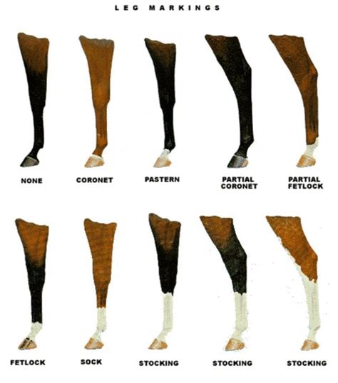 equine markings horse markings horse facts horse coloring