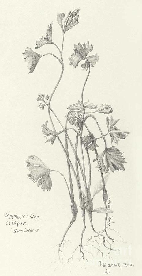 pin  heck  flower aesthetic ink illustration botanical illustration