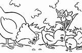 Mewarnai Ayam Sketsa Binatang Tanaman Obat Mudah Hidup Warnaigambartk Gaya sketch template