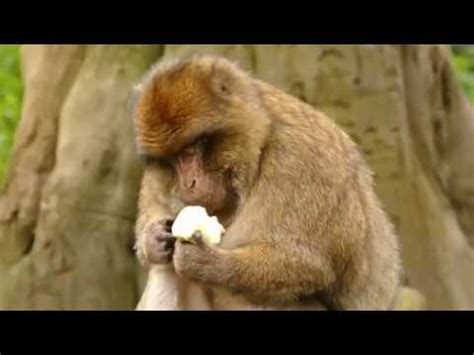 nature animal documentary documentary animals belgesel izle youtube