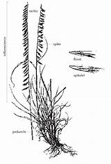 Inflorescence Grass Spike Grama Oats Compound Peduncle Spikelets Raceme Families Curtipendula Bouteloua Side Spikes Typically Contains Supporting Culm Extension Sided sketch template