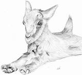 Pencil Pig Goats Cabras козы Colorear Paintingvalley sketch template