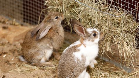 rabbit  housed   pets vetspets
