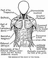 Anatomie Letzte sketch template