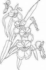 Coloring Orchid Pages Drawing Orchids Flower Printable Tattoo Pansy Miltonia Flowers Book Drawings Color Vera Aloe Designs Clipart Template Tree sketch template