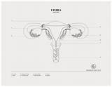 Anatomy Duvet Uterus sketch template