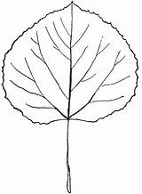 Leaf Elm Cliparts Library Clipart Aspen Tree Drawing sketch template