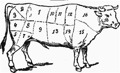 meat chart anatomy diagram   parts