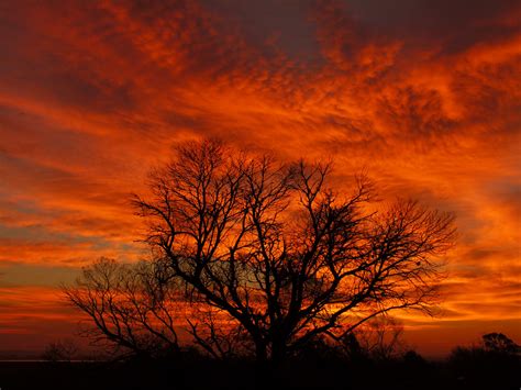 el arbol el arbol  tu olvidaste siempre se acuerda de flickr