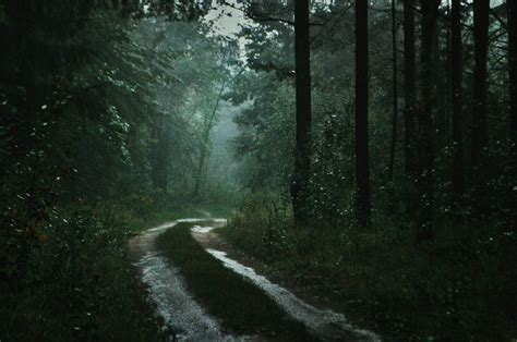 Обои дождь в лесу 65 фото