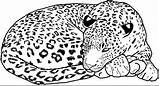Leopard Coloring Snow Pages Baby Cheetah Drawing Line Print Printable Color Getcolorings Getdrawings Drawings Colo Idea Beautiful Colorin sketch template