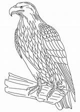Colouring Tailed Azcoloring Hawk sketch template