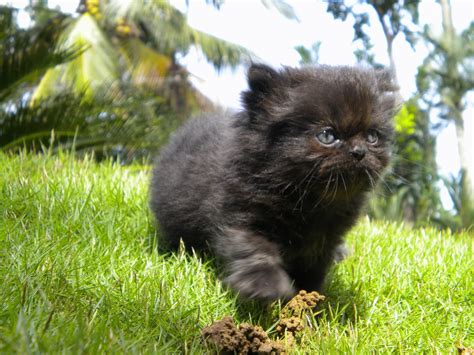 petsgoodhomes  persian cat family