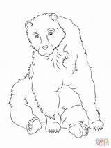 Bear Coloring Brown Pages Sitting Bears Printable Supercoloring Drawing Categories sketch template