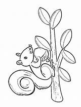 Eekhoorn Squirrel Ardilla Leukekleurplaten Colouring Eekhoorns Dibujosparaimprimir Coloringpage Kleur één Leuke Andere Klimt sketch template