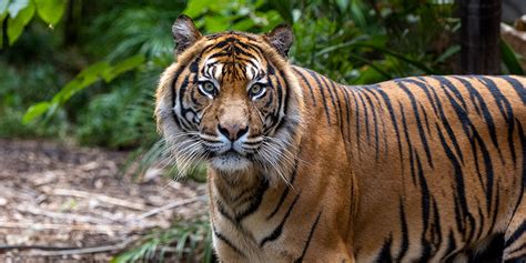 sumatran tiger images