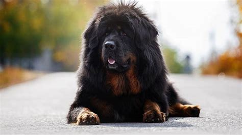 top  largest dog breeds   world slviki