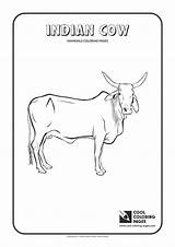 Cow Indian Pages Coloring Cool Print sketch template