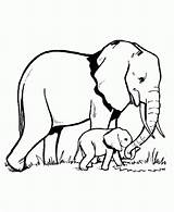Colorear Elefantes Elefante Perfil sketch template