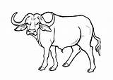 Buffalo Head Clipartmag Drawing sketch template