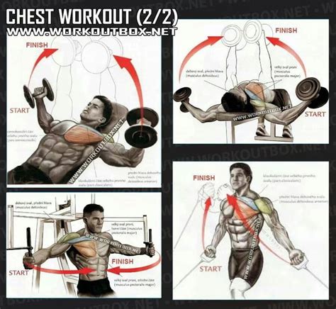 chest workout  fitness training routine chest workouts gym workouts