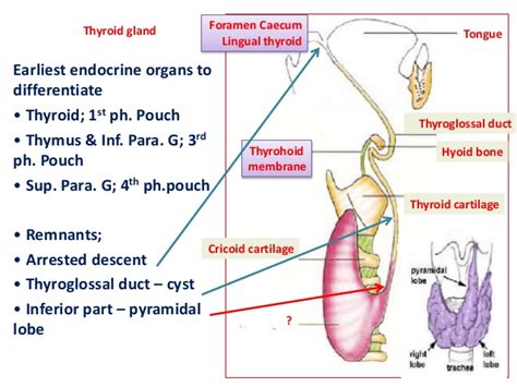 thyroid gland dr faeza