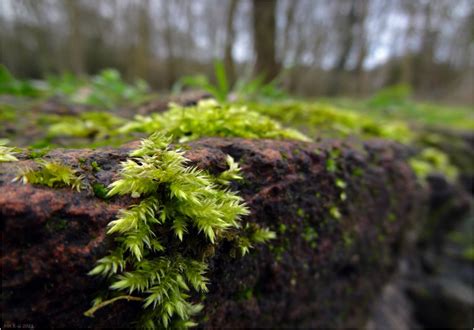 moss plant nature  mijn fotokraam photoblog