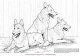 Coloring Book Dogs Pages Favorite Hoofprints Choose Board Shepherd German Husky Dog sketch template